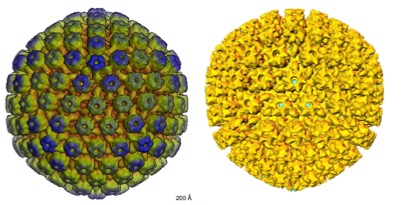 Simian Herpes Is Nothing To Monkey Around With | American Council on